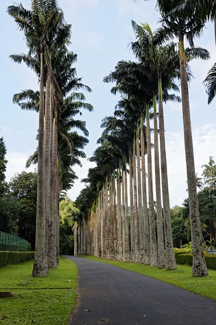 Kandy-Botanical garden-059